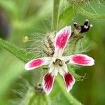 Silene gallica Blüte