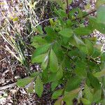 Salix bebbiana Leaf