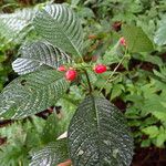 Psychotria ebensis Liść