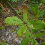 Eriogonum tomentosum 葉