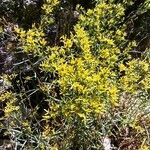 Gutierrezia microcephala Flower