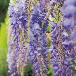 Wisteria sinensis Blodyn