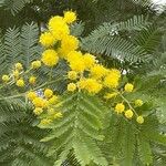 Acacia decurrens 葉