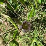 Rothmannia urcelliformis Kvet