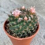 Mammillaria formosa برگ