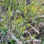 Salix purpurea Blad