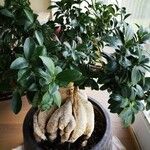 Ficus microcarpa Характер