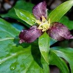 Trillium ovatum Кветка