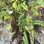 Asplenium trichomanes Лист