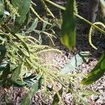 Acacia mangium Кветка