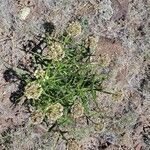 Asclepias asperula Fleur