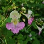 Impatiens balfourii Kvet