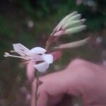 Oenothera gaura Flower