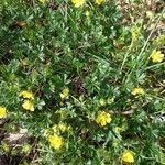 Potentilla brauneana Vekstform