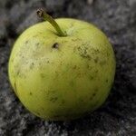 Malus sylvestris Fruit