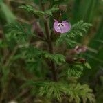 Teucrium botrys 花