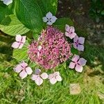 Hydrangea macrophylla Flor