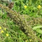 Setaria verticillata Flor