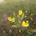 Trigonella esculenta Flor