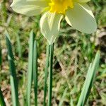 Narcissus × incomparabilis Kvet