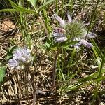 Hydrophyllum capitatum Blomma