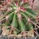 Ferocactus emoryi Fulla