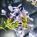 Plumbago europaea Flower