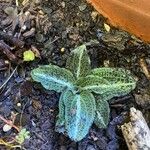 Goodyera pubescens Blatt