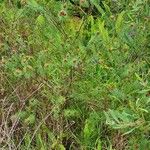 Pultenaea stipularis Leaf