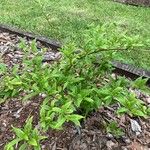 Buddleja lindleyana Foglia