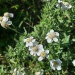 Achillea ptarmicaŽiedas