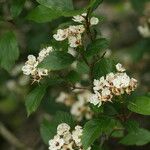 Crataegus baroussana