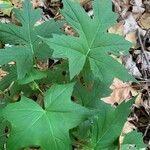 Hydrophyllum canadense Лист