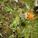 Crepis aurea Çiçek