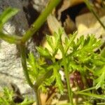 Caucalis platycarpos Likasa