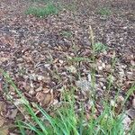 Carex sylvatica Leaf