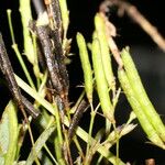 Sida cuspidata Fruto