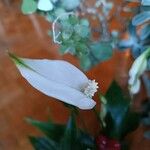 Spathiphyllum floribundum Çiçek