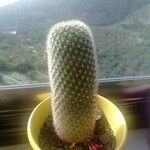 Mammillaria spinosissima Листок