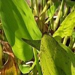 Pontederia cordata Likasa