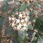 Viburnum rugosum花