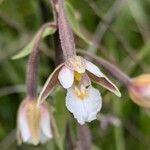 Epipactis palustris Květ