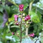 Scrophularia auriculata പുഷ്പം