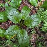 Symplocarpus foetidus Hoja