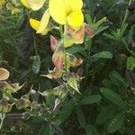 Crotalaria pumila Fiore