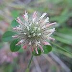 Trifolium hirtum Fleur