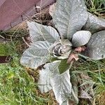 Verbascum boerhavii Feuille