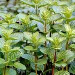 Mentha longifolia Folha