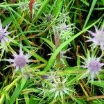 Eryngium hookeri Blatt