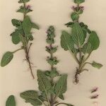Salvia viridis Habit